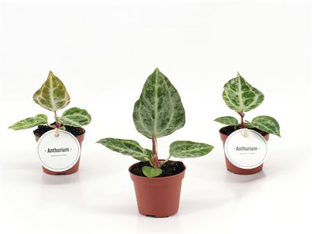 Anthurium Silver Blush Mint