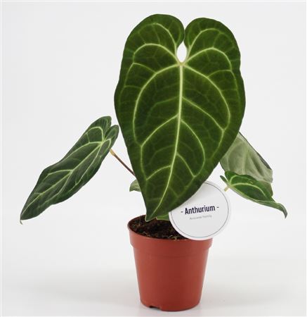 Anthurium Regale