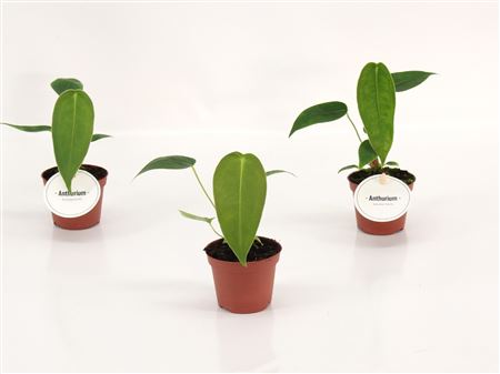 Anthurium Peltigerum