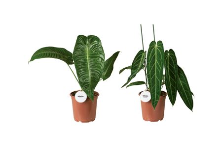 Anthurium Mix