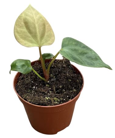Anthurium Portillae