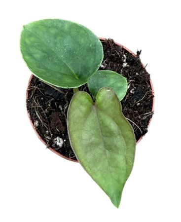 Anthurium Dressleri