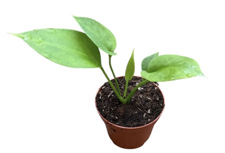Anthurium Vittarifolium