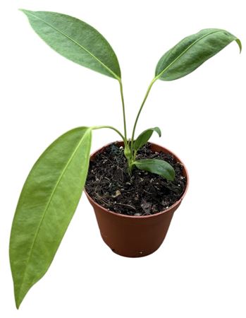 Anthurium Legume