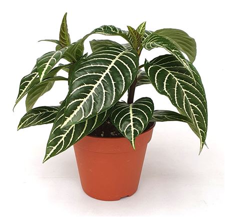 Aphelandra Squarrosa Dania