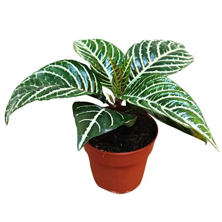 Aphelandra Squarossa Dania