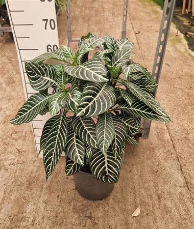 Aphelandra Squarrosa