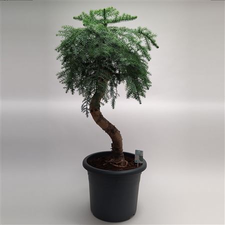 Bonsai Araucaria Cunninghammii