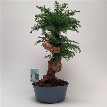 Araucaria Cunninghamii Bonsai