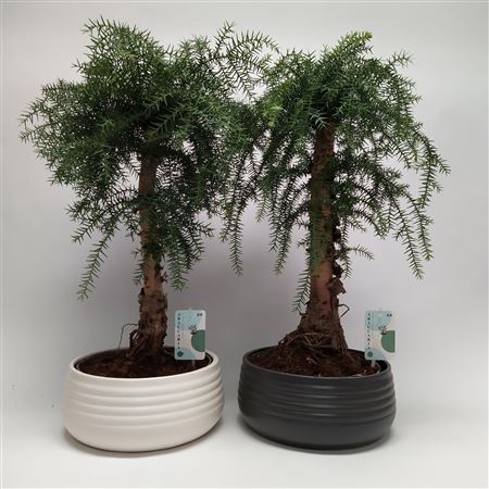 Araucaria Cunninghamii Bonsai Spiral