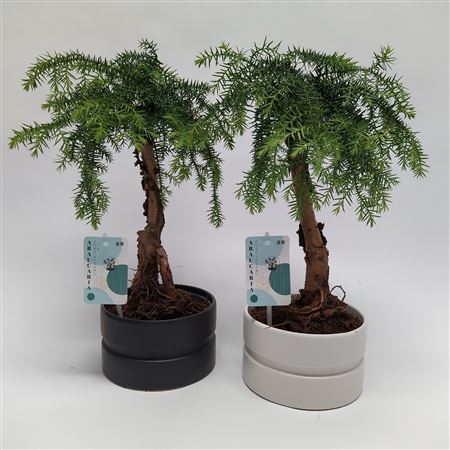Araucaria Cunninghamii Bonsai Dumbbell