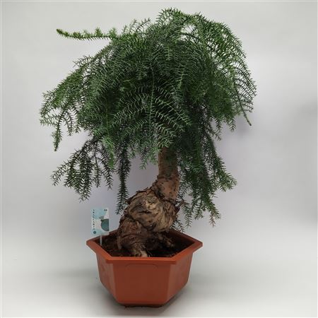 Araucaria Cunninghamii Bonsai In Hexagon Pot 33 Cm