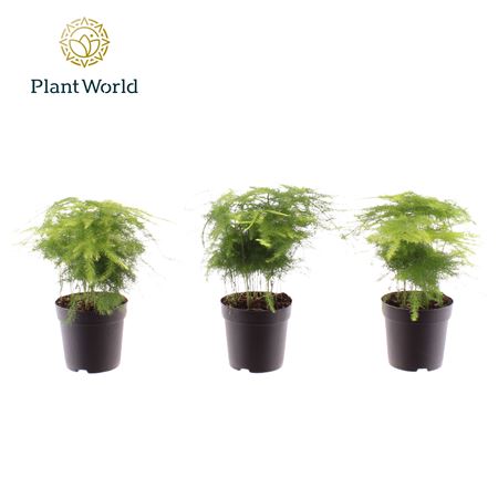 Asparagus Plumosus (decorum)