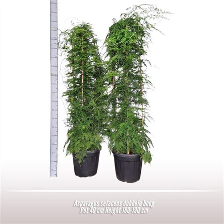 Asparagus Setaceus Double Arch