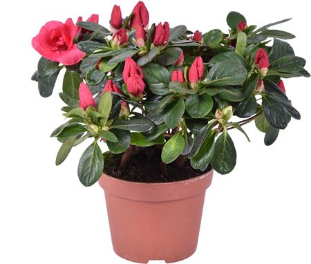 Azalea Tigra Rood