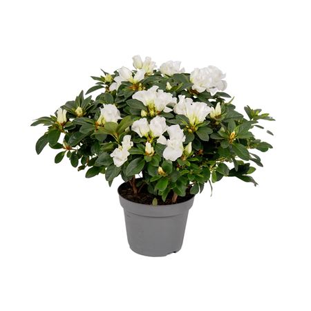Azalea Leonardo White
