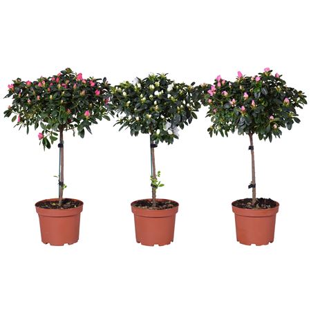 Azalea Mix Vogel On Stem