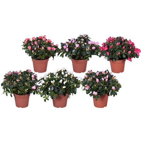 Azalea Vogel Carnaval Mix