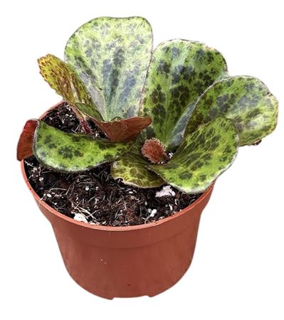 Begonia Blancii Mottled