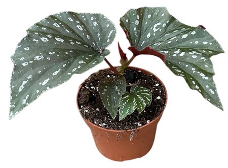 Begonia Aiai