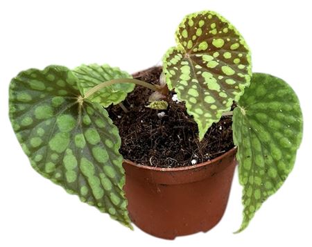 Begonia Chlorosticta