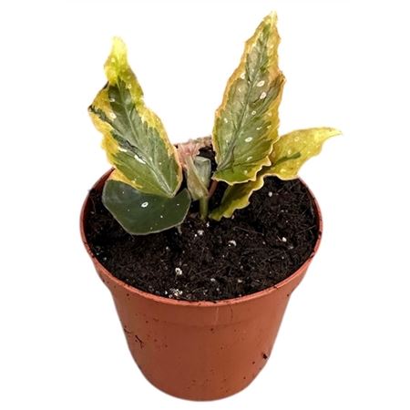 Begonia Dainty Spray Sport Variegated