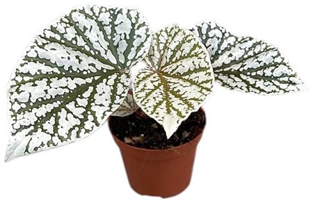 Begonia Snowcap