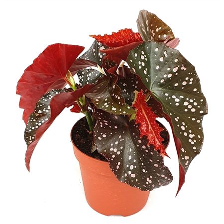 Бегония Крекинг Рози