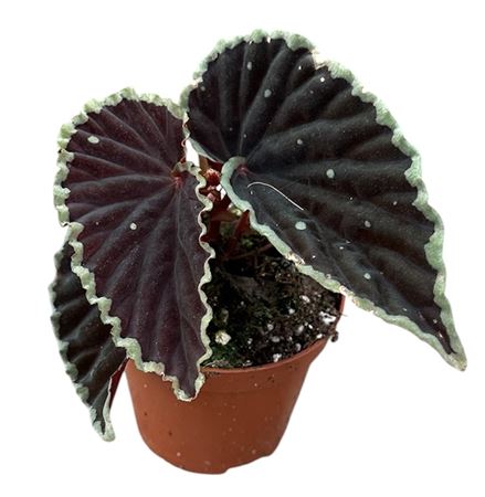 Begonia Darthvaderiana Green Spot