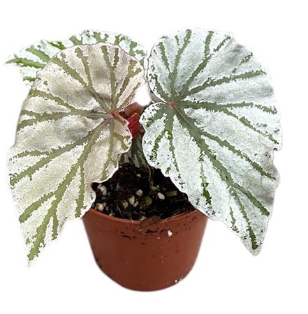Begonia Looking Glass