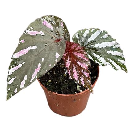 Begonia Brevirimosa