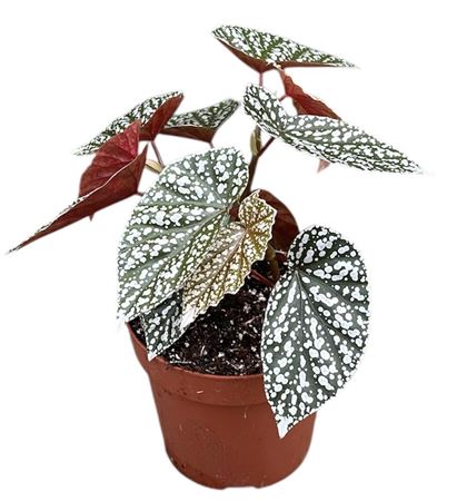 Begonia Snowcap