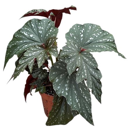Begonia Aiai