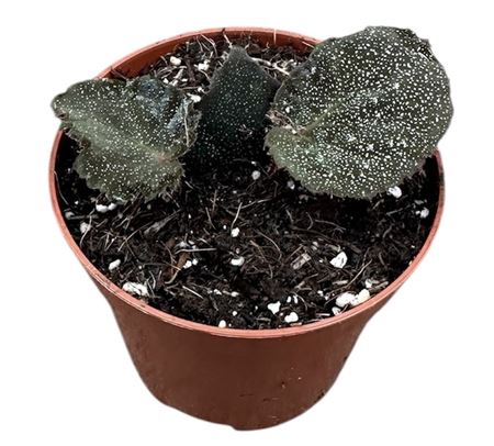 Begonia Taconite