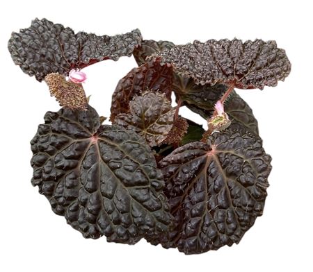 Begonia Baik X Dracopelta