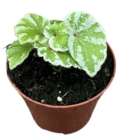 Begonia Temuyuk Silver