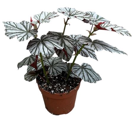 Begonia Looking Glass