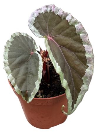 Begonia Baramensis