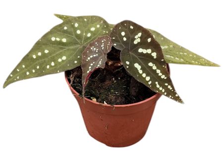 Begonia Pandora