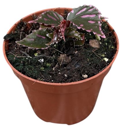 Begonia Jalau