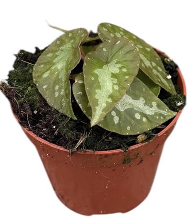 Begonia Silver Moon