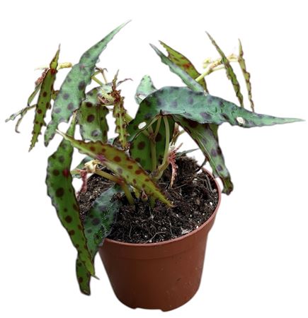 Begonia Amphioxis