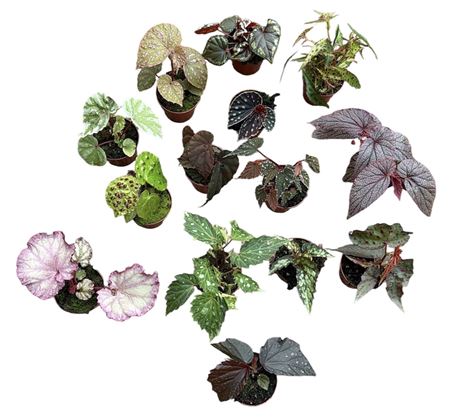 Begonia Mix