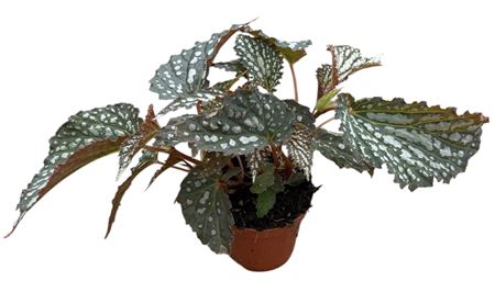 Begonia Snow Leopard