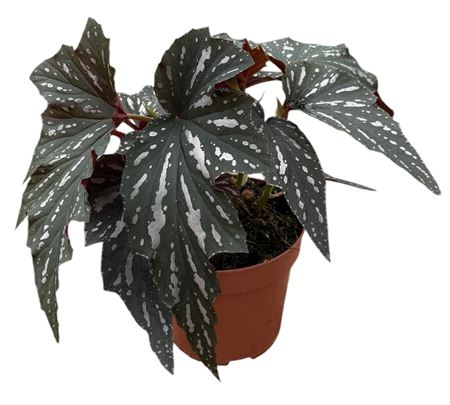 Begonia Aiai