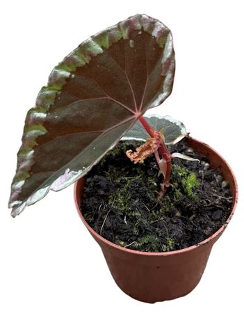Begonia Baramensis