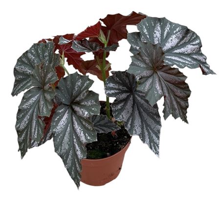 Begonia Looking Glass