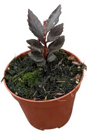 Begonia Jalau Type 2