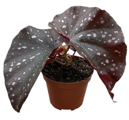 Begonia Palmata D Don