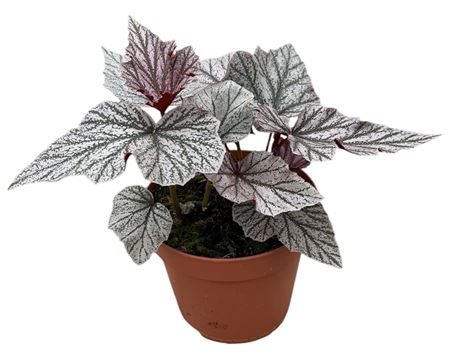 Begonia Pink Mix